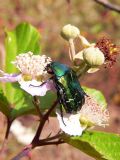 Cetonia aurata sicula